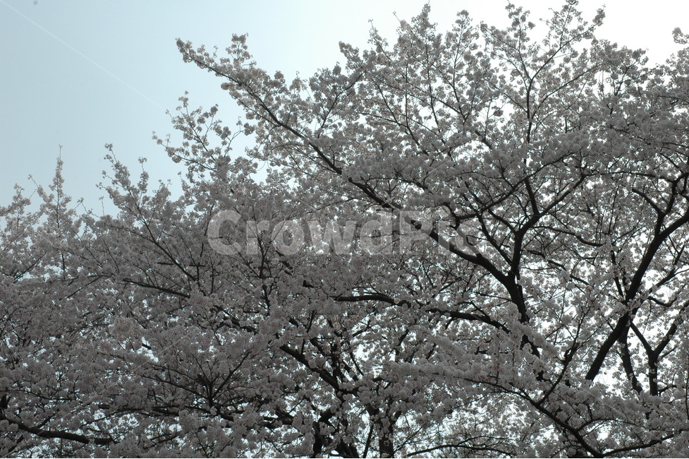 벚꽃,생명력,cherryblossom,꽃,분홍벚꽃,식물,자연,plants,nature,꽃,flower