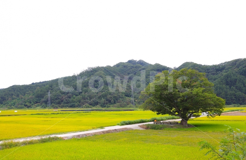 풍경,느티나무,원정리,가을,바탕화면,자연,풍경,nature,landscape,시골,마을,country,rural,town,field,들,outdoors,옥외,grassland,목초지