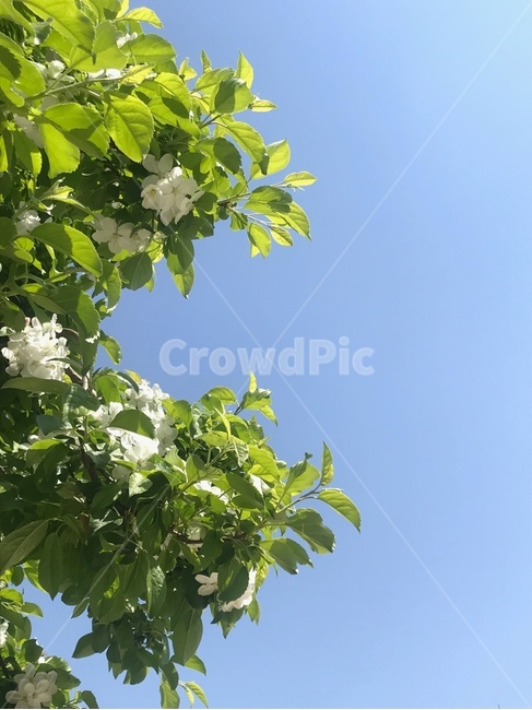 꽃,봄,봄꽃,잎,flower