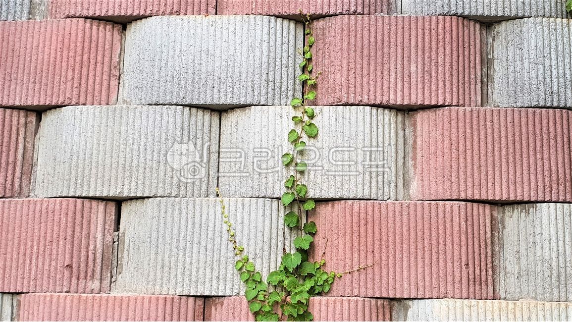retaining wall,Jo Kyungseok,concrete retaining wall,ivy,Sheep ivy,plant,block,Reinforced earth retaining wall,embankment,retainingwall,Reinforcement block,wall