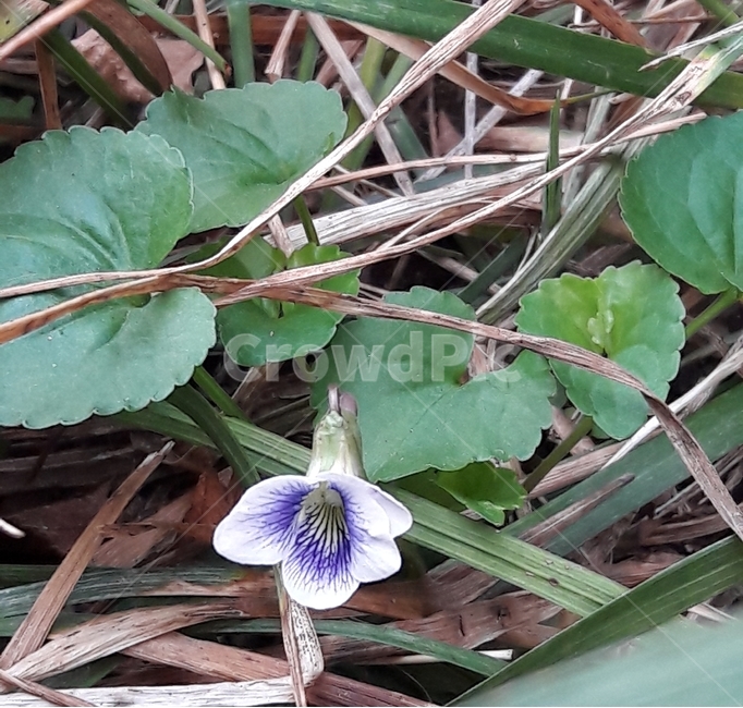 흰제비꽃,콩제비꽃,제비꽃,봄꽃,한국의야생화