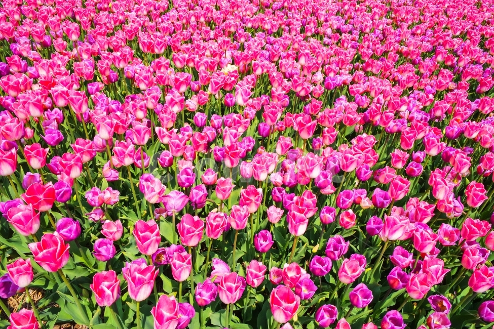 튤립,튤립축제,핑크튤립,분홍튤립,꽃,식물,자연,plants,nature,꽃,flower