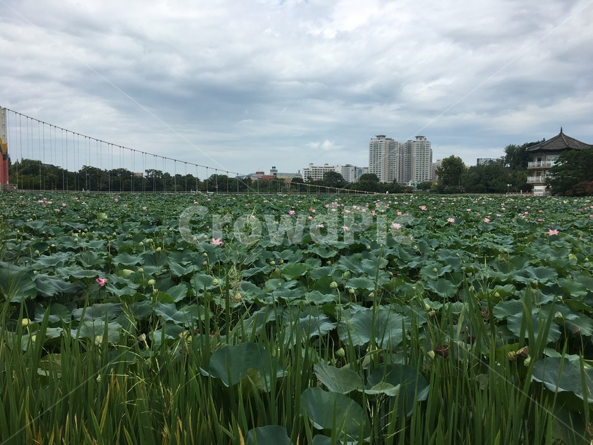 연못,연꽃,덕진공원,한국전통,전주,자연,풍경,nature,landscape,land,땅,outdoors,옥외