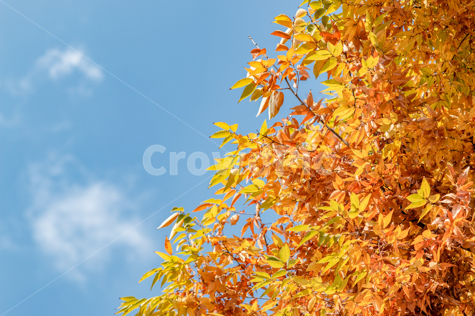 가을,fall,autumn,단풍,leaf,leaves,하늘,sky,식물,plant,야외,outdoor,공원,park,자연,nature,휴식,takeabreak,takearest,가을,계절,fall,autumn,season,자연,풍경,nature,landscape,잎