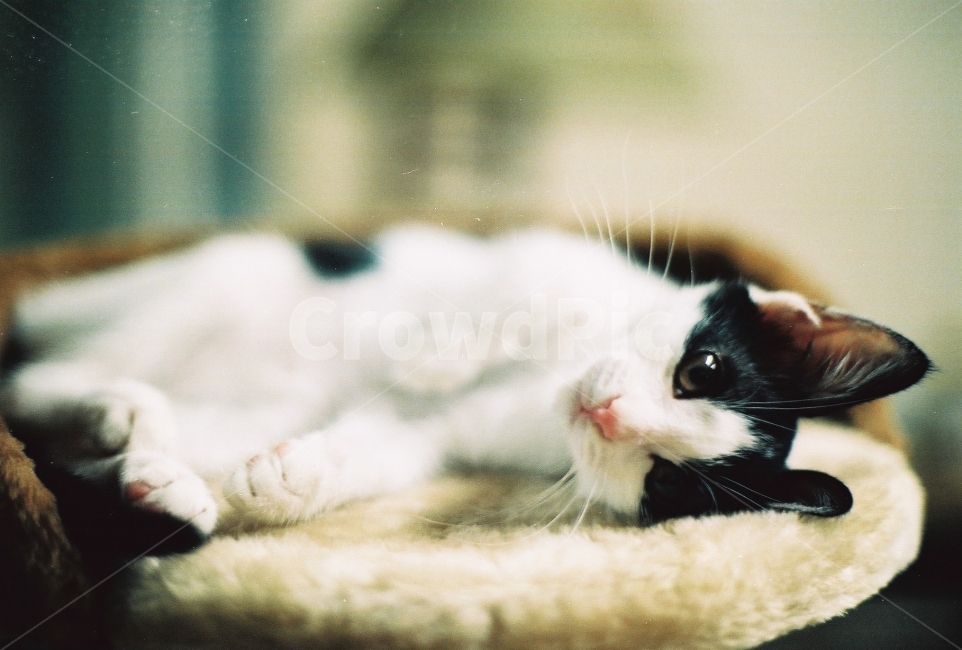 필름사진,감성사진,고양이,고양이사진,턱시도고양이,동물,animal,포유류,mammal,고양이,cat,kitten,kitty,감성,sensible,feeling