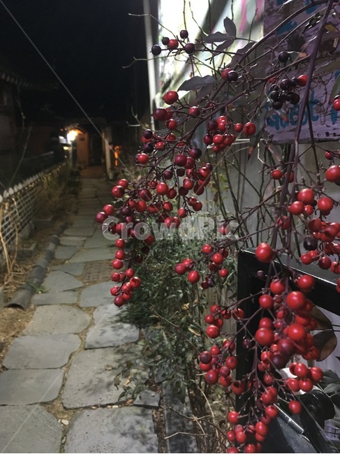 열매,한옥,밤,골목,fruit,hanok,night,alley