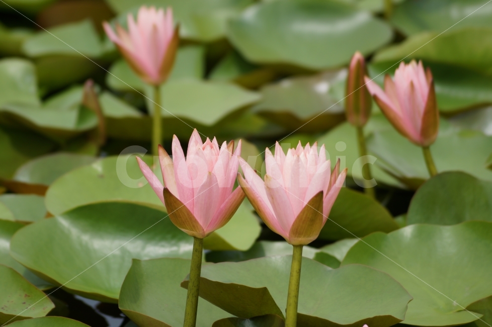 연꽃,연꽃연못,연꽃축제,꽃사진,꽃,식물,자연,plants,nature,꽃,flower