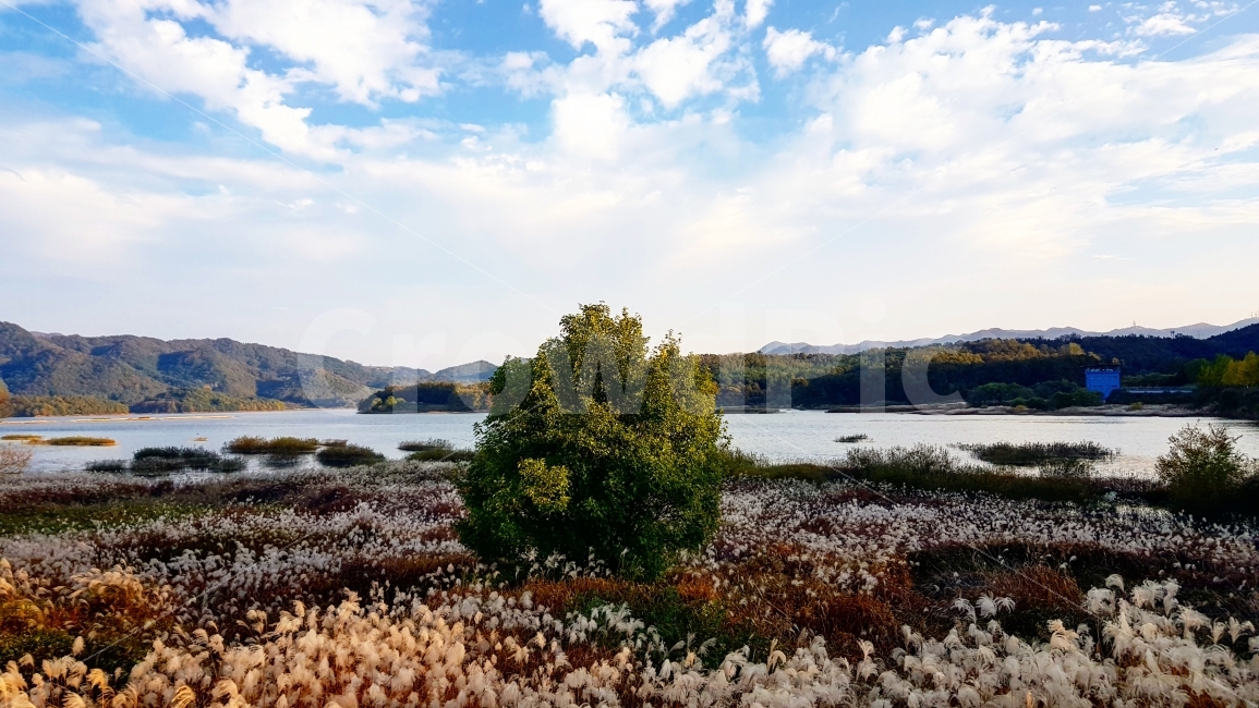 나무,억새,갈대,풍경,호수,가을,계절,fall,autumn,season,자연,풍경,nature,landscape,한국자연풍경,한국자연경관,korea nature landscape,outdoors,옥외,land,땅