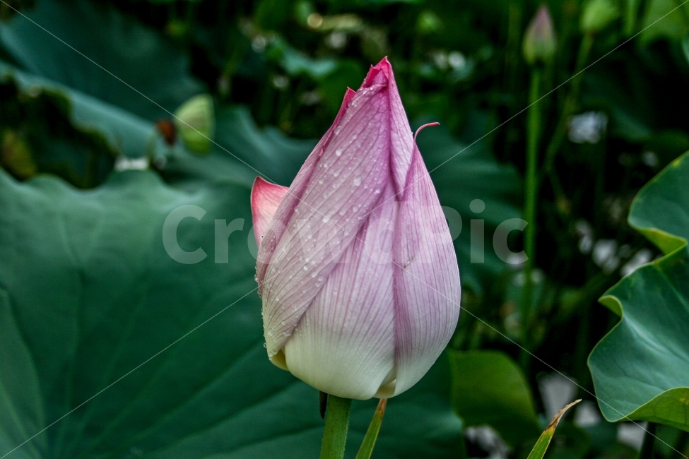 연꽃,봉오리,자연,풍경,꽃,식물,자연,plants,nature,꽃,flower