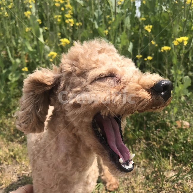 pet,animal,동물,dog,개,동물,animal,포유류,mammal,개,강아지,dog,doggy