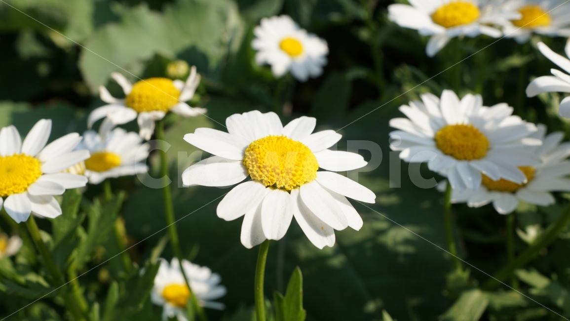 접사,꽃,국화,하얀색,노란색,초록색,식물,자연,plants,nature,꽃,flower