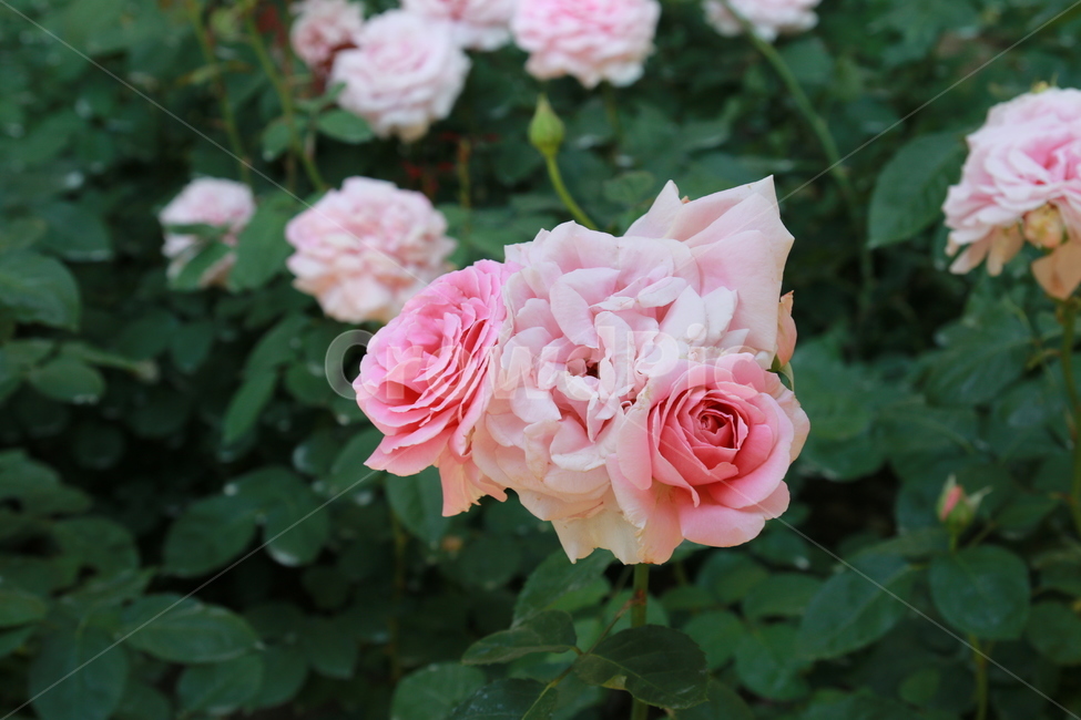 장미,꽃,핑크,공원,여름,봄,식물,자연,plants,nature,꽃,flower
