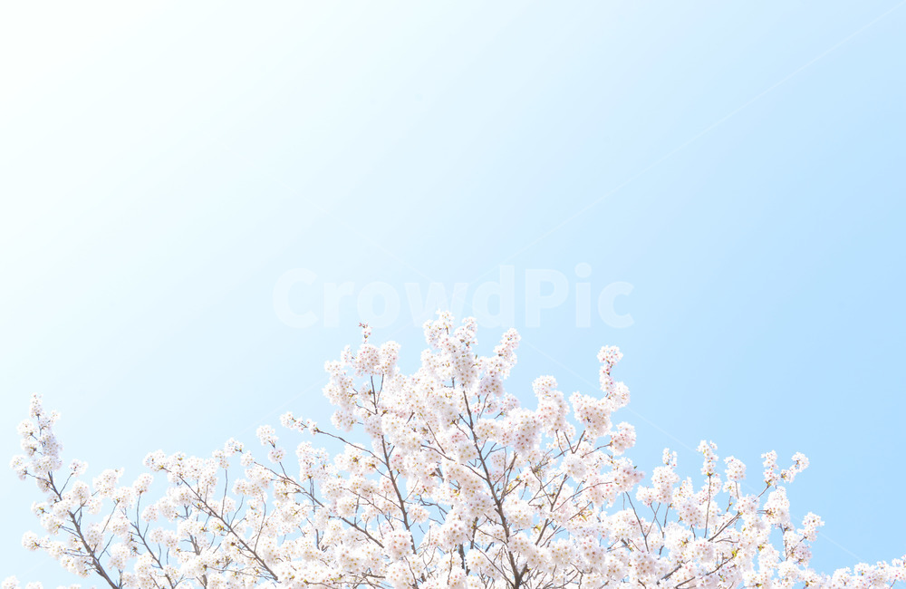 봄꽃,벚꽃,꽃,분홍색꽃,연분홍꽃