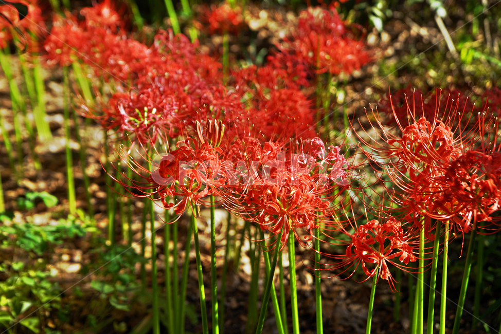 꽃무릇,상사화류,석산,독무릇,산오독,산두초,redspiderlily,가을,빨간꽃,수선화과,식물,화단용,꽃꽂이용,식물,자연,plants,nature,꽃,flower