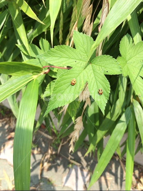 무당벌레,풀,잎,자연,곤충,식물,식물,자연,plants,nature,곤충,벌레,insect,bug