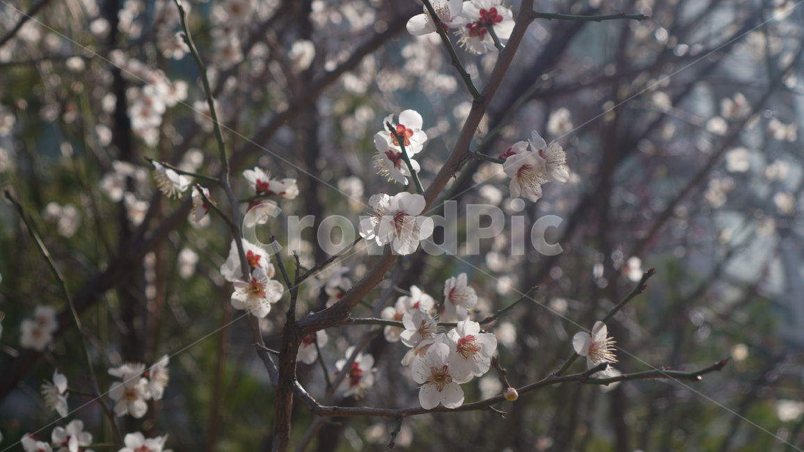 plant,식물,flower,꽃,blossom,벛꽃,봄꽃,사쿠라