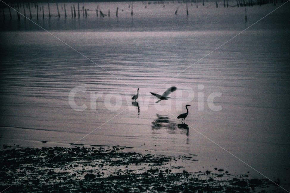 바다,동물,동식물,새,기러기,새벽,자연,자연사진,풍경,풍경사진,sea,animal,bird,dawn,nature,naturephoto,naturephotography,landscape,갯벌,만,bay,동물,animal,자연,풍경,nature,landscape,조류,새,birds,흑백,모노톤,monochrome,black and white,waterfowl,물새