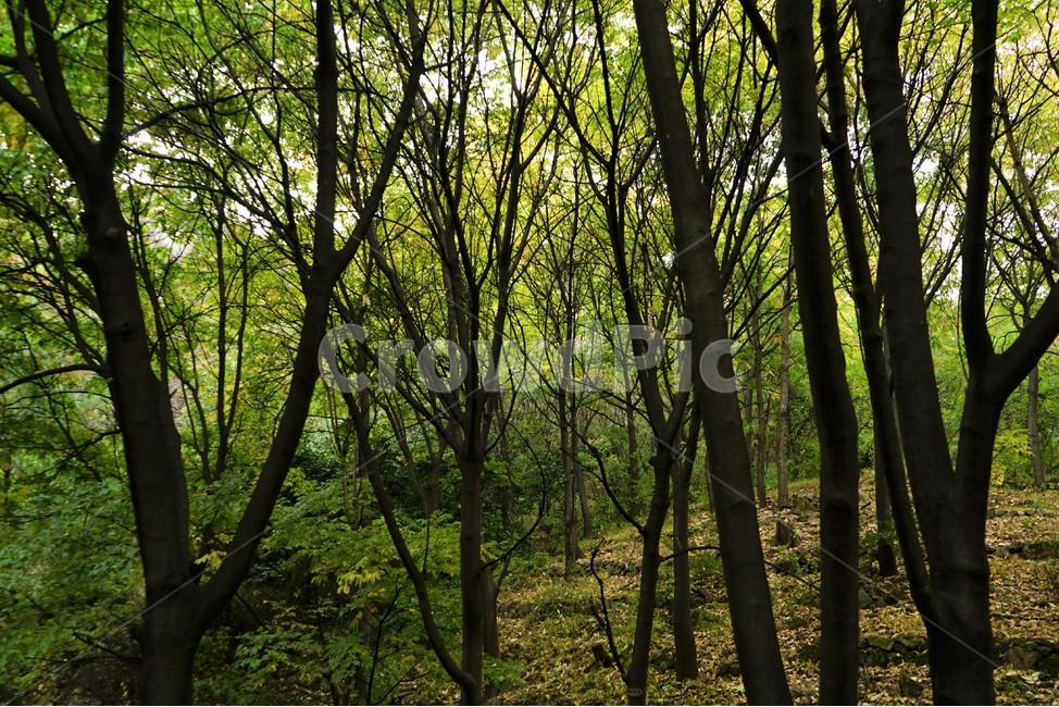 산,나무,숲,자연,녹새,가을,mountain,trees,forest,식물,자연,plants,nature,나무,trees,wood