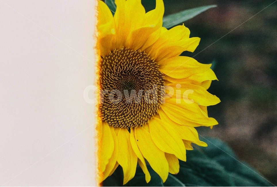 해바라기,필름사진,감성사진,봄,꽃,식물,자연,plants,nature,꽃,flower,감성,sensible,feeling
