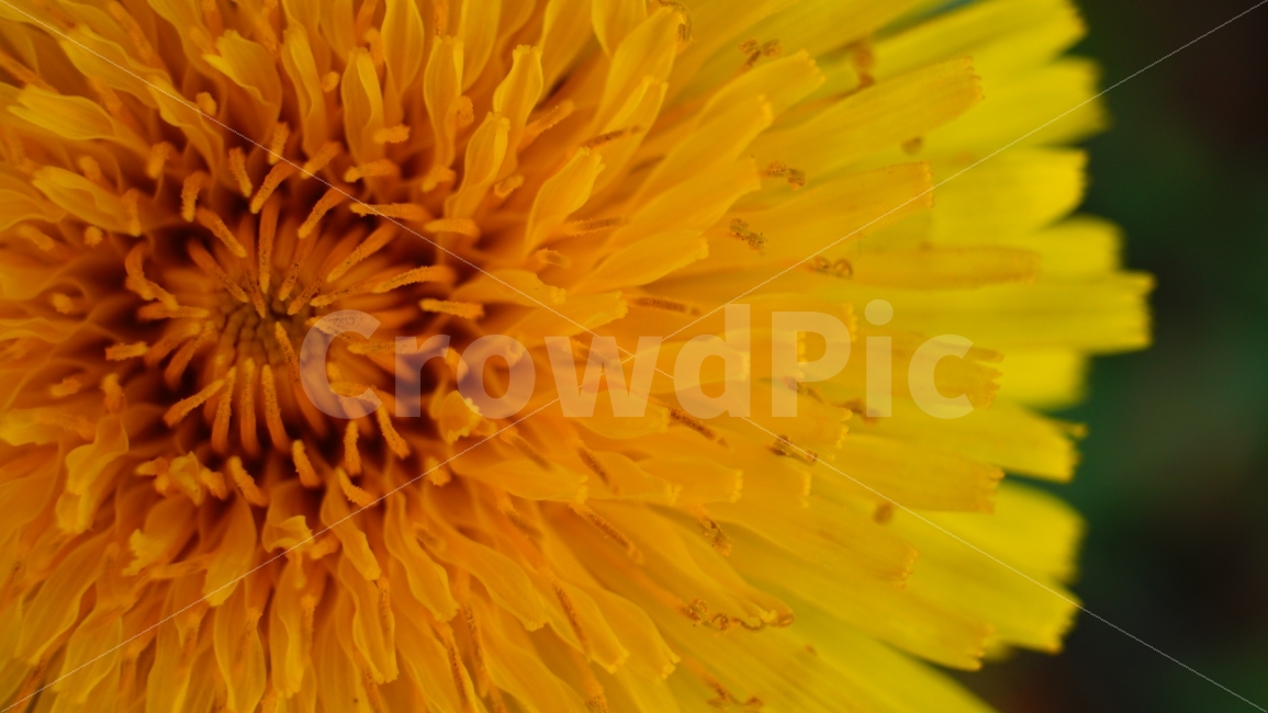 민들레,macro,접사,미세함,꽃,봄,꽃잎,flower,식물,자연,plants,nature,꽃,flower