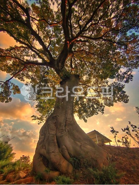 big tree,old tree,tree looking up,tree,guardian tree,under the tree,magnificent tree