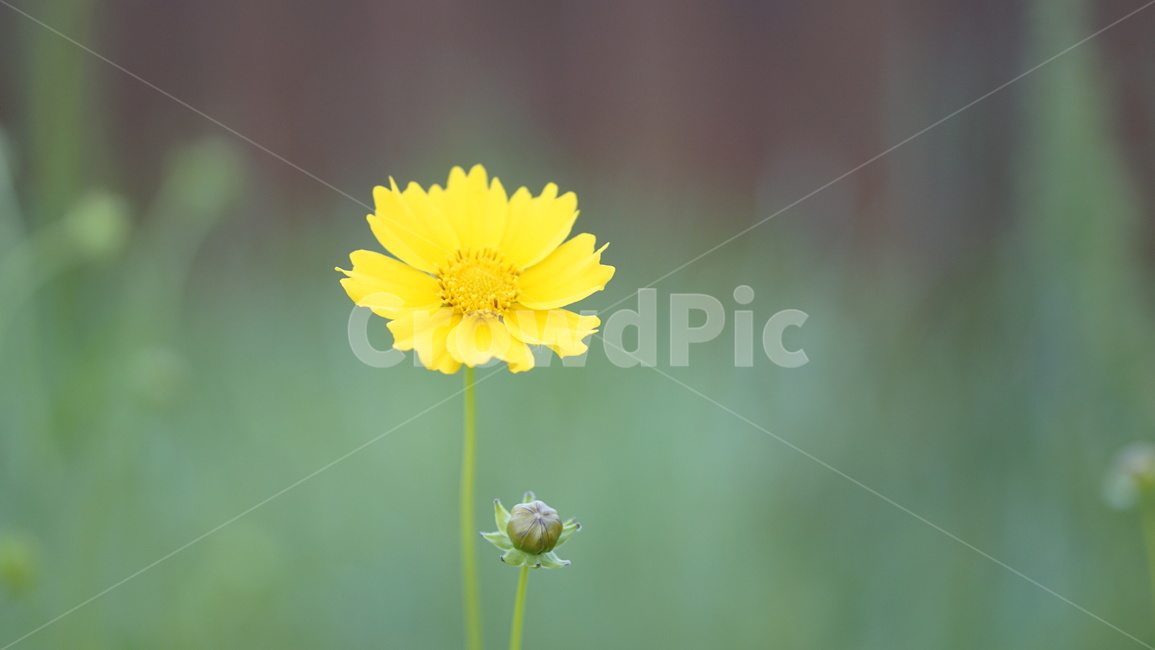 꽃,노란꽃,아웃포커스,저수지,꽃봉우리,식물,자연,plants,nature,꽃,flower