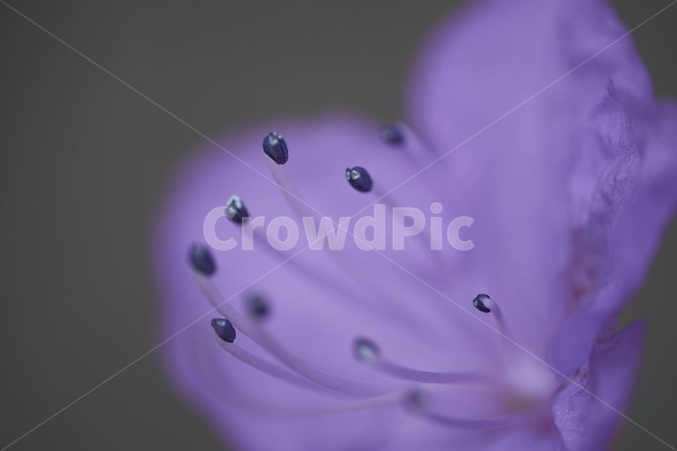 진달래,접사,매크로,꽃,보라색,flower,식물,자연,plants,nature,꽃,flower