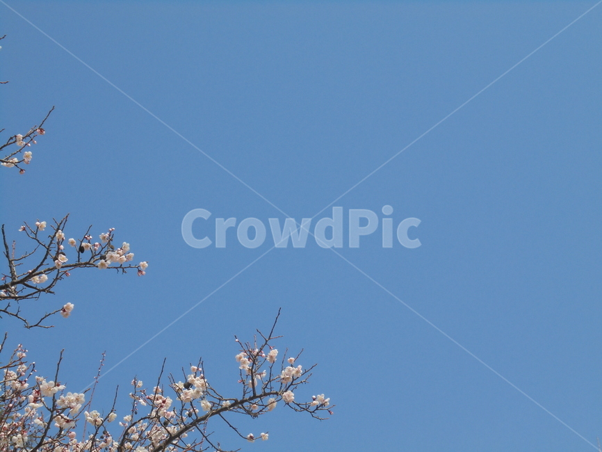 나무,자연,자연물,nature,tree,봄,계절,spring,season,자연,풍경,nature,landscape,plant,식물