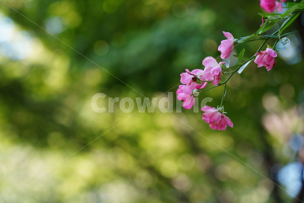 장미,꽃,플라워,식물,생물,생명,flower,plant,식물,자연,plants,nature,꽃,flower