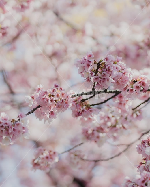 벚꽃,봄나무,사쿠라,나무,자연,꽃계절,봄나들이,벚꽃나무,봄,계절,spring,season,plant,식물,flower,꽃,blossom