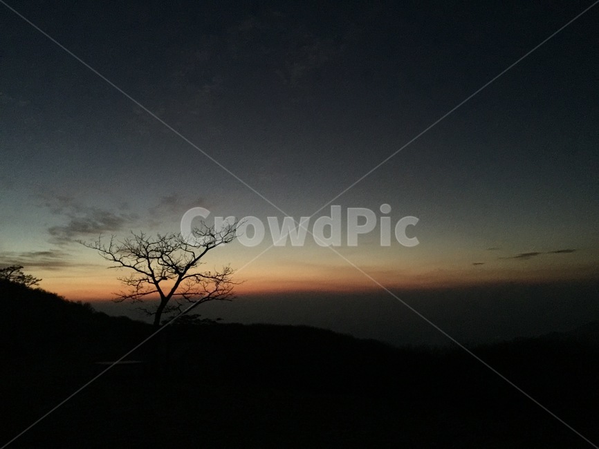 나무,석양,sunset,일몰,역광,몽환,아름다움,아련함