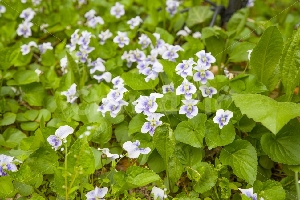 봄,봄꽃,꽃,식물,공원,식물,자연,plants,nature,꽃,flower