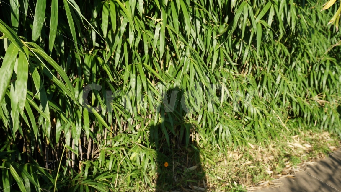 그림자,자연,풍경,풀,그린,인물실루엣,사람실루엣,character silhouette,human silhouette,plant,식물