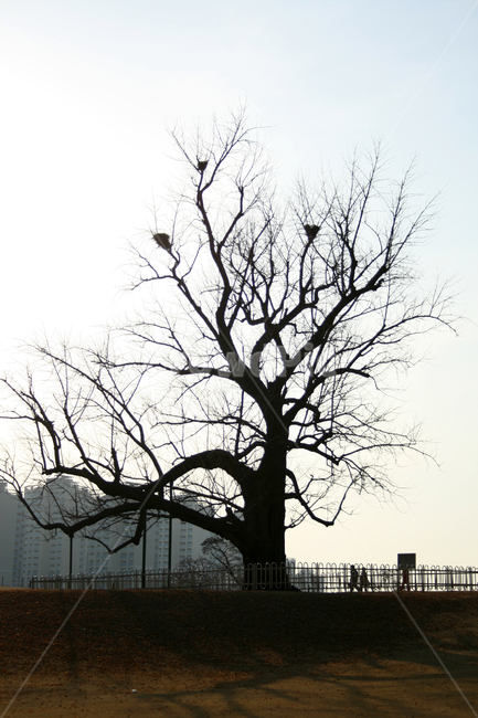 겨울,나무,하늘,식물,은행나무,겨울,계절,winter,season,도시,풍경,city,landscape,한국도시풍경,한국도시경관,korea cityscape,식물,자연,plants,nature,나무,trees,wood,tree,plant,tree trunk,나무 줄기
