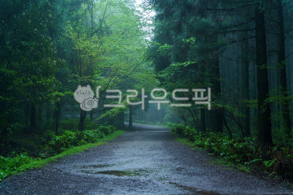 숲길,우중,빗길,습한,고온다습,숲속,숲속길,안개,물안개
