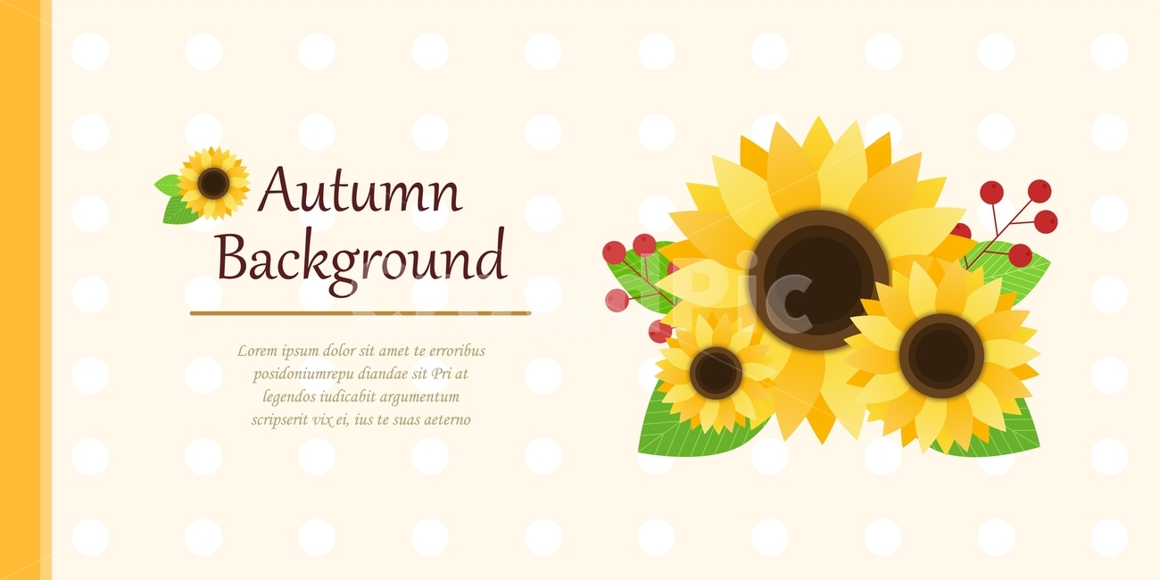 Chrysanthemum,background,autumn,frame