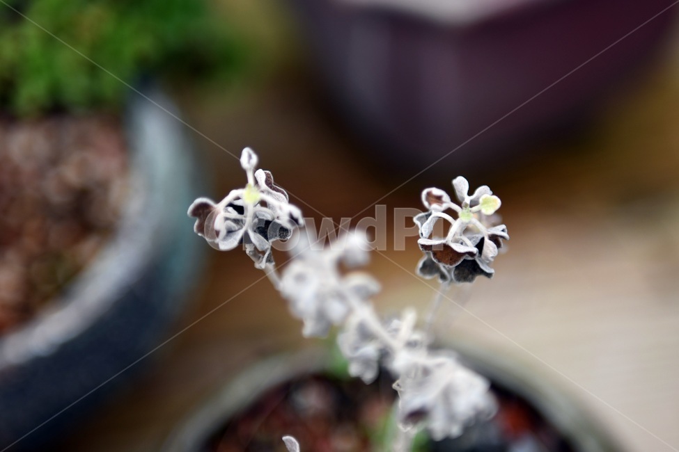 식물,꽃,감성사진,자연,flower,꽃사진,봄,봄꽃,계절,감성,4월,spring,힐링,자연풍경,풍경,봄,계절,spring,season,식물,자연,plants,nature,꽃,flower