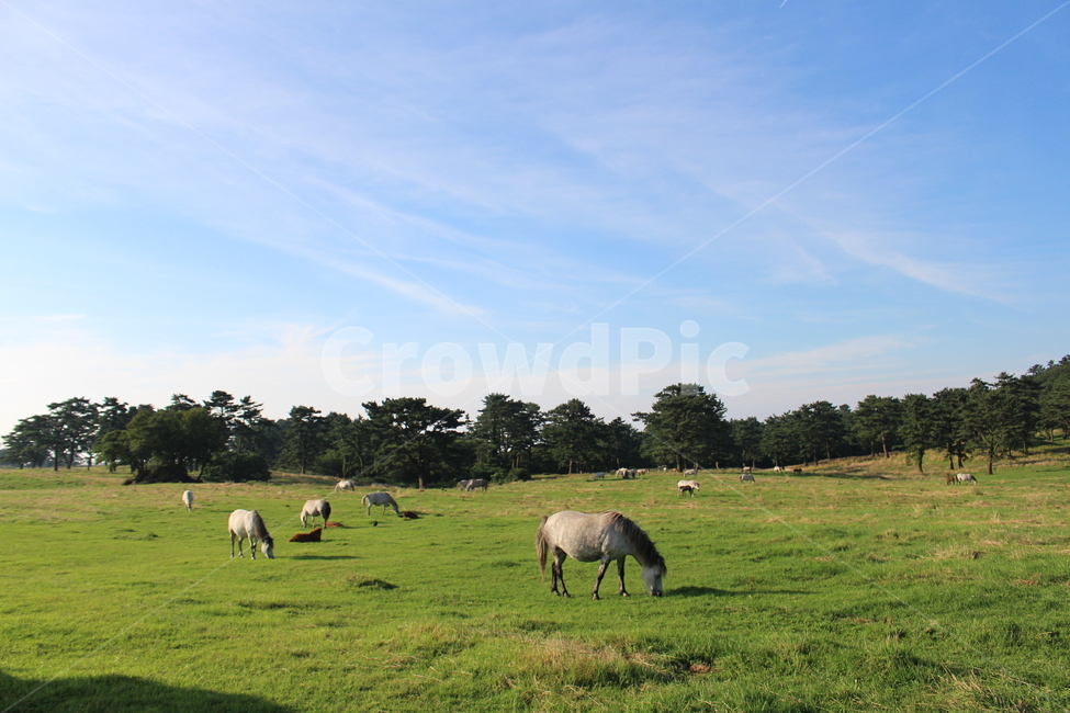 말,제주도,동물,평화,horse,jeju