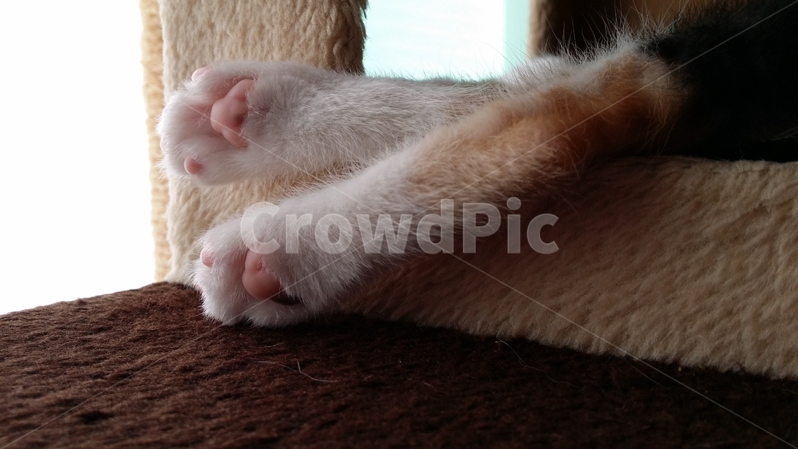 반려동물,고양이,발바닥,고양이발바닥,귀여운,동물,animal,포유류,mammal,고양이,cat,kitten,kitty