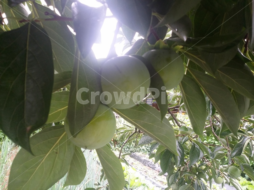 식물,plant,과일,food,감,식물,자연,plants,nature