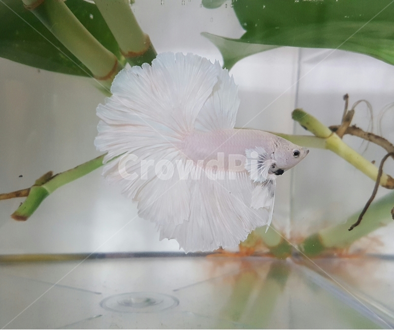 물고기,베타,열대어,fish,tropicalfish,betta,어항,어류,물고기,fish