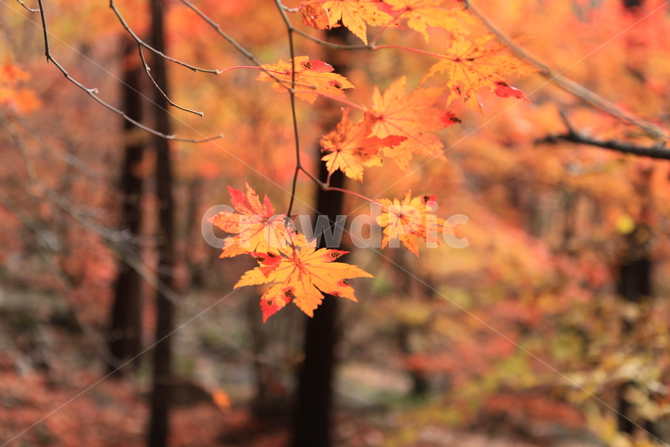 단풍,가을,나무,만추,단풍숲,가을,계절,fall,autumn,season,식물,자연,plants,nature,leaf,잎,plant,tree,maple