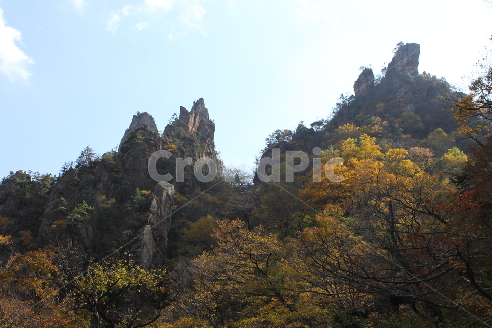 설악산,흘림골,주전골,단풍,화려,자연,풍경,nature,landscape,한국자연풍경,한국자연경관,korea nature landscape,plant,식물,tree,나무,fir,전나무,abies,아비,outdoors,옥외