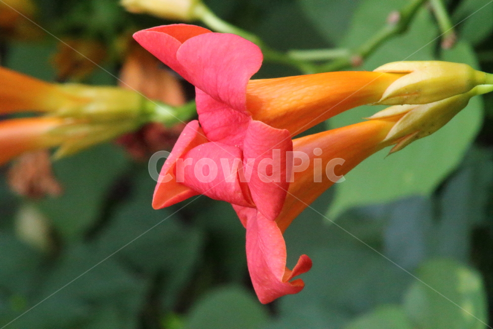 능소화,금등화,꽃,식물,chinesetrumpetcreeper,식물,자연,plants,nature,꽃,flower