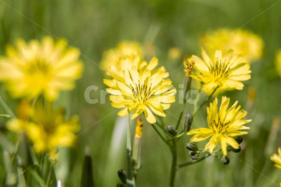 꽃,노랑,자연,녹색,봄,여름,정원,식물,풀,잎,씀바귀,풍경,Flowers,yellow,nature,green,spring,summer,garden,plant,grass,leaf,lettuce,landscape,식물,자연,plants,nature,꽃,flower