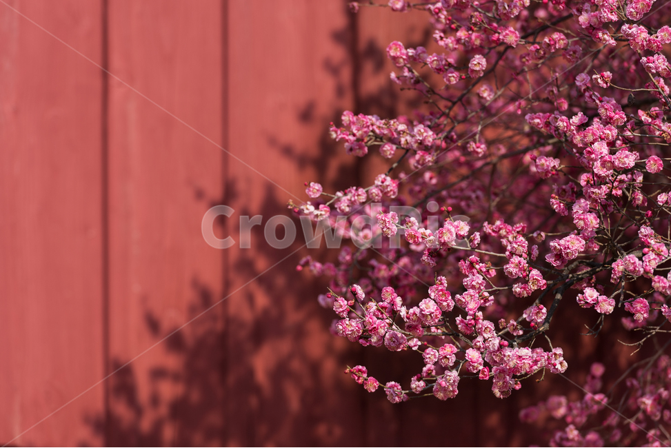매화,홍매화,봉은사,그림자,매화꽃,꽃,flower