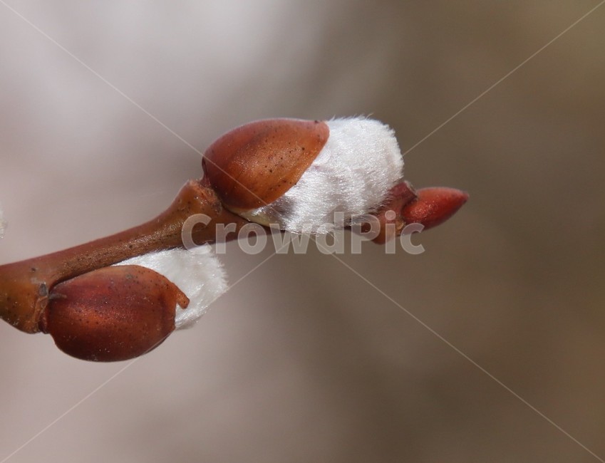plant,식물,자연,봄,버들강아지,호랑버들