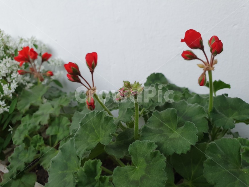 꽃,제라늄,식물,빨간색,blossom,plant