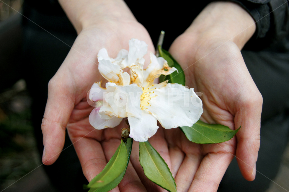 손,여자손,꽃,감성,아쉬움,소중함,흰색,찬란함,봄,계절,spring,season,꽃,flower,plant,식물,finger,손가락