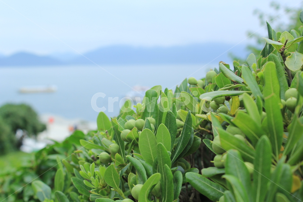 바다,해안,봄,바람,푸른,초록,풀,나무,정원,외도,oedo,korean,sea,southern,ocean,island,남해,식물,자연,plants,nature